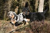 BERGER AUSTRALIEN PUPPIES 621